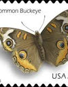 2006 US Common Buckeye Butterfly Stamps - Full Booklet Pane of 10 1set=5Sheets  Was $73.00/set