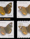 2006 US Common Buckeye Butterfly Stamps - Full Booklet Pane of 10 1set=5Sheets  Was $73.00/set