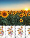 2022 US Two Ounce Sunflower Bouquet Forever Stamps 1set=5Sheets  Was $73.00/set