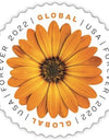 2022 USPS Global Forever International Mail African Daisy Postage Stamps 1set=5Sheets  Was $73.00/set