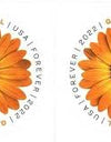 2022 USPS Global Forever International Mail African Daisy Postage Stamps 1set=5Sheets  Was $73.00/set