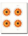 2022 USPS Global Forever International Mail African Daisy Postage Stamps 1set=5Sheets  Was $73.00/set