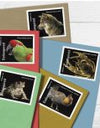 2023 US Endangered Species First Class Postage Forever Stamps 1set=5Sheets  Was $73.00/set