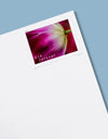 2023 US Tulip Blossoms First-Class Forever Stamps 1set=5Sheets  Was $73.00/set